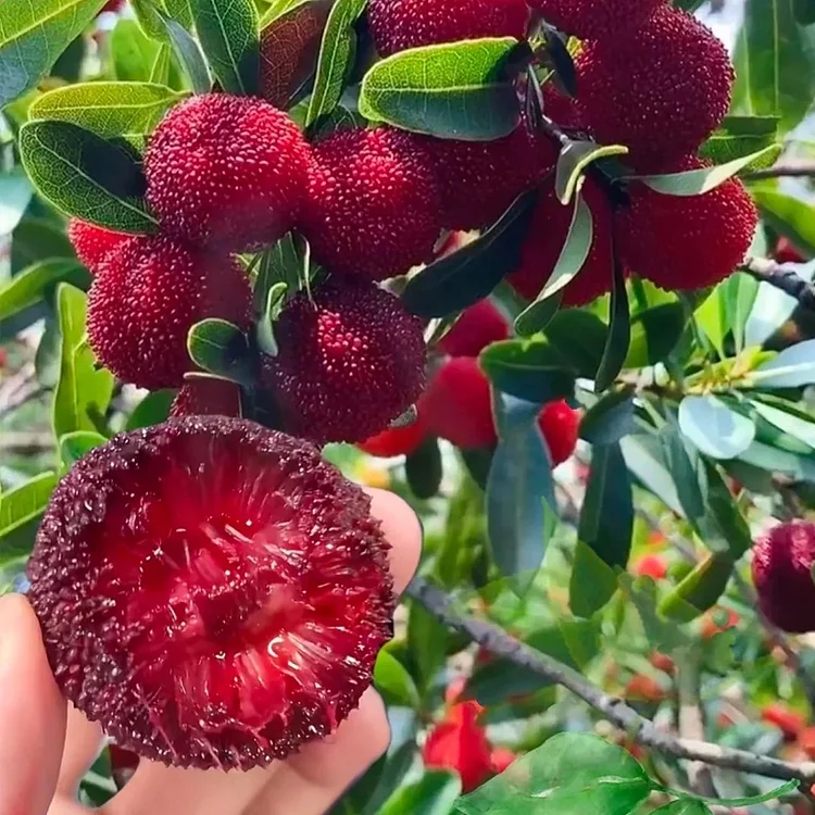 Giant Bayberry: Ping-Pong Ball Size, ⭐Strawberry-Cherry Fusion Flavor