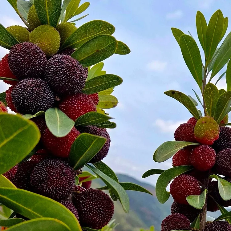 Giant Bayberry: Ping-Pong Ball Size, ⭐Strawberry-Cherry Fusion Flavor