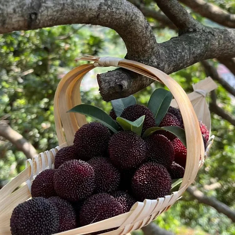 Giant Bayberry: Ping-Pong Ball Size, ⭐Strawberry-Cherry Fusion Flavor