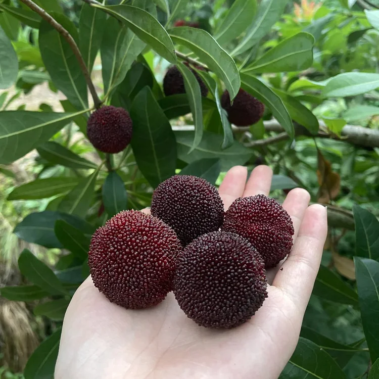 Giant Bayberry: Ping-Pong Ball Size, ⭐Strawberry-Cherry Fusion Flavor
