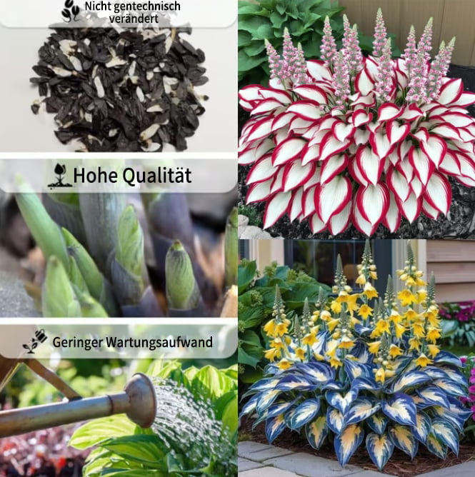 🔥Letzter Tag im Angebot🔥Premium-Funkiensamen (selten)🌿Schattenverträgliche Pflanze
