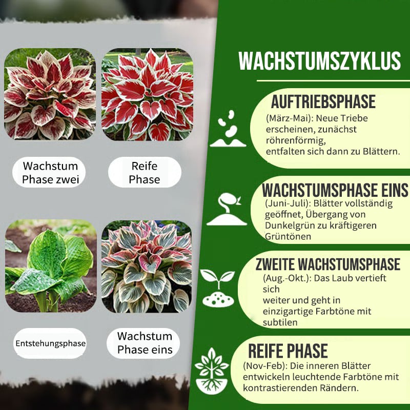🔥Letzter Tag im Angebot🔥Premium-Funkiensamen (selten)🌿Schattenverträgliche Pflanze