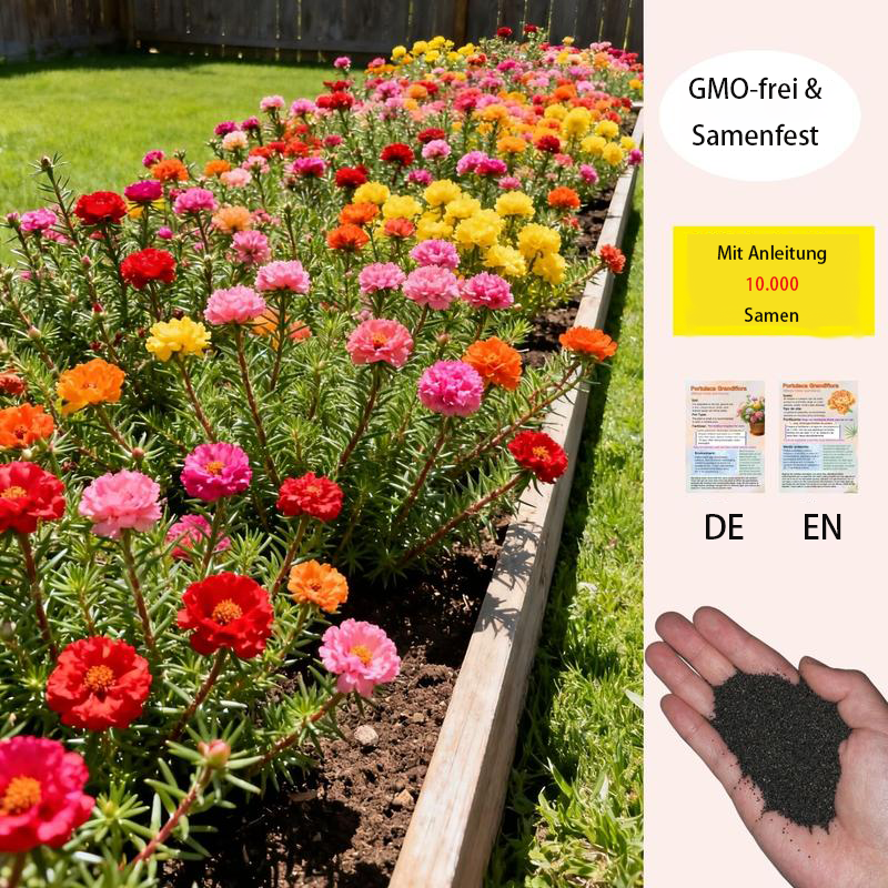 🌸 Moosrosen-Samen (10.000+ Samen) – 🌿 Reine Samen – Keine Füllstoffe – Deutsche Erbstück-Blumensamen