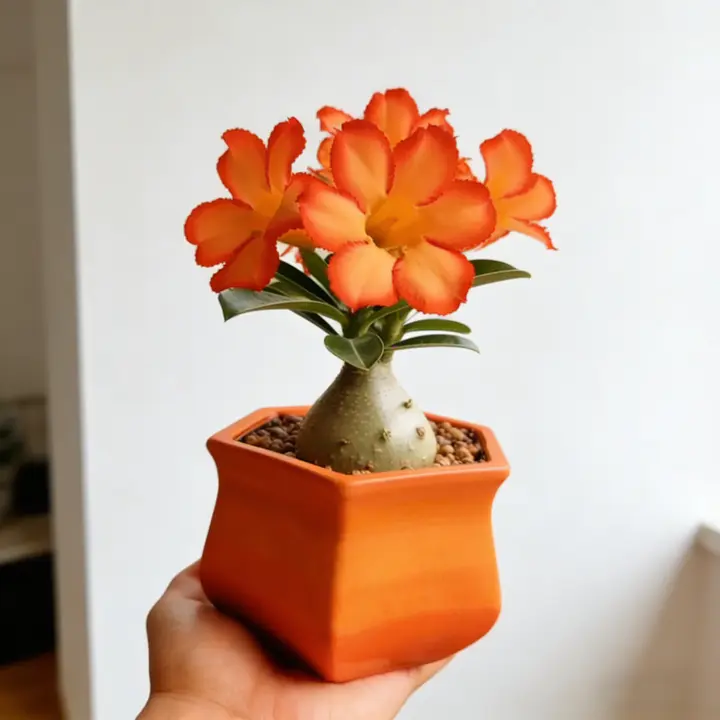 🌵🌺Desert Rose Bulbs