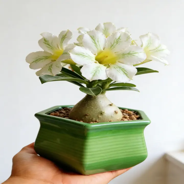 🌵🌺Desert Rose Bulbs
