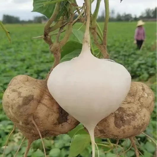 🌱 Baue deine eigene Jicama an – knusprig, süß & nährstoffreiches Supergemüse