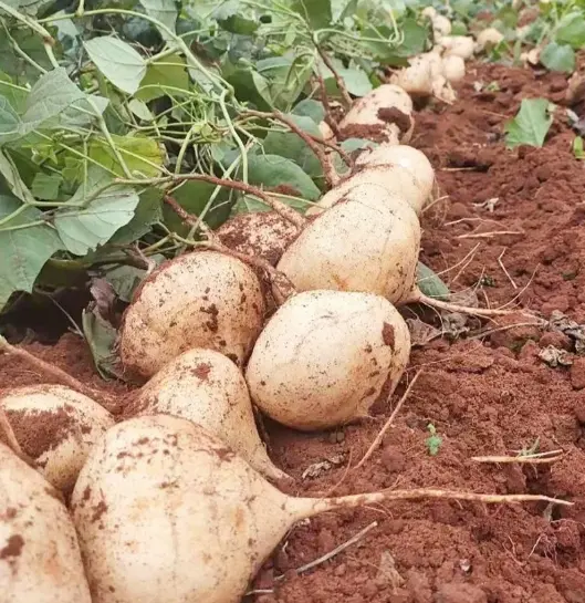 🌱 Baue deine eigene Jicama an – knusprig, süß & nährstoffreiches Supergemüse