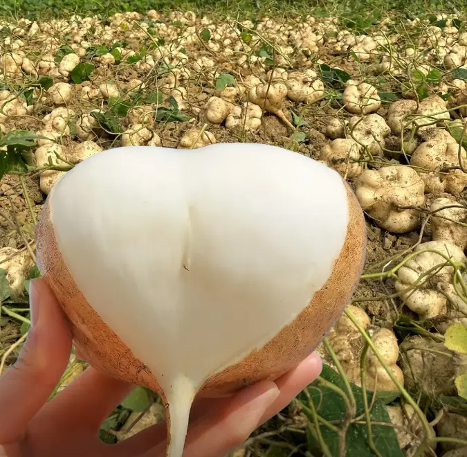 🌱 Baue deine eigene Jicama an – knusprig, süß & nährstoffreiches Supergemüse