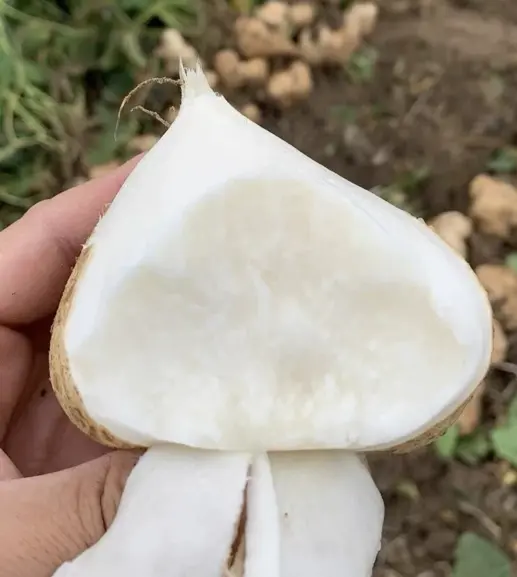🌱 Baue deine eigene Jicama an – knusprig, süß & nährstoffreiches Supergemüse