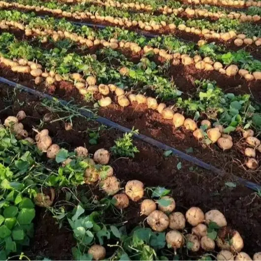 🌱 Baue deine eigene Jicama an – knusprig, süß & nährstoffreiches Supergemüse