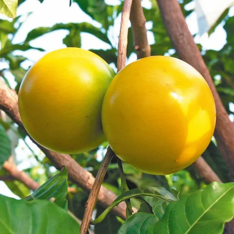 Goldene Fruchtsamen-Abiu Fruit-Pouteria Caimito