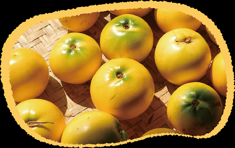 Goldene Fruchtsamen-Abiu Fruit-Pouteria Caimito