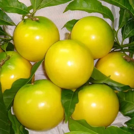 Goldene Fruchtsamen-Abiu Fruit-Pouteria Caimito