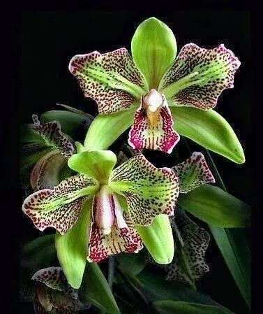 🔥【Limited Time Sale】🌺Iris Bulbs - Rare Species(#21)