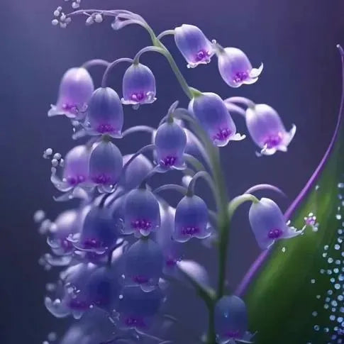 [Copy]MAIGLÖCKCHENSAMEN | DUFTENDE BLUMEN