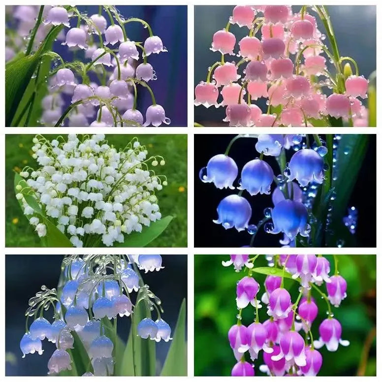 [Copy]MAIGLÖCKCHENSAMEN | DUFTENDE BLUMEN