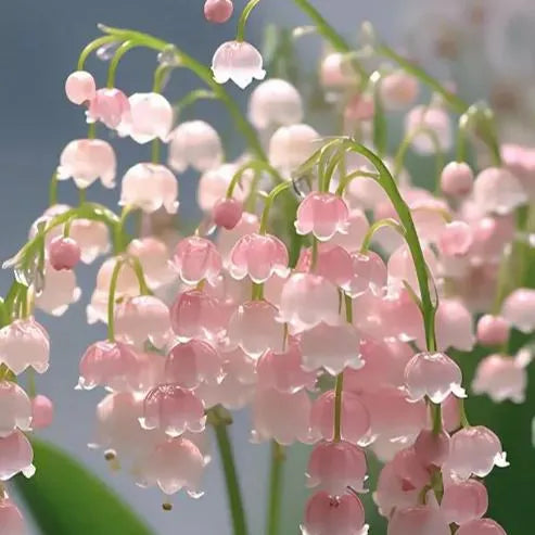 [Copy]MAIGLÖCKCHENSAMEN | DUFTENDE BLUMEN