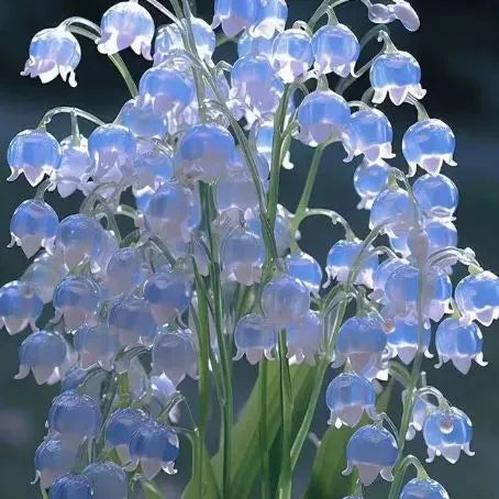 [Copy]MAIGLÖCKCHENSAMEN | DUFTENDE BLUMEN
