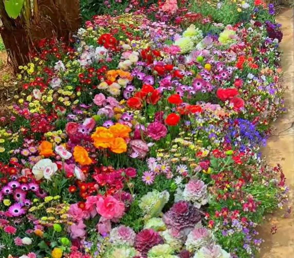 👍Mixed Perennial Flower Seeds – 60+ Varieties for Endless Blooms