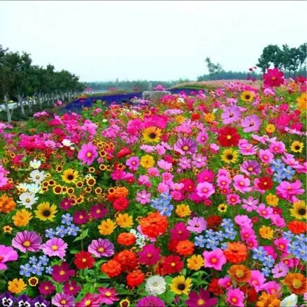 👍Mixed Perennial Flower Seeds – 60+ Varieties for Endless Blooms