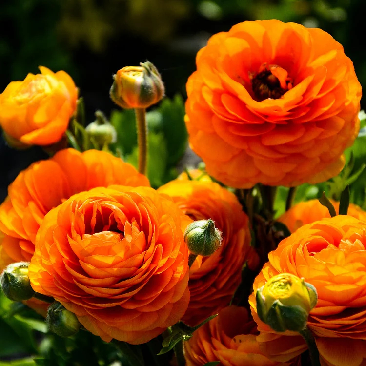 Multicolor Ranunculus Seeds