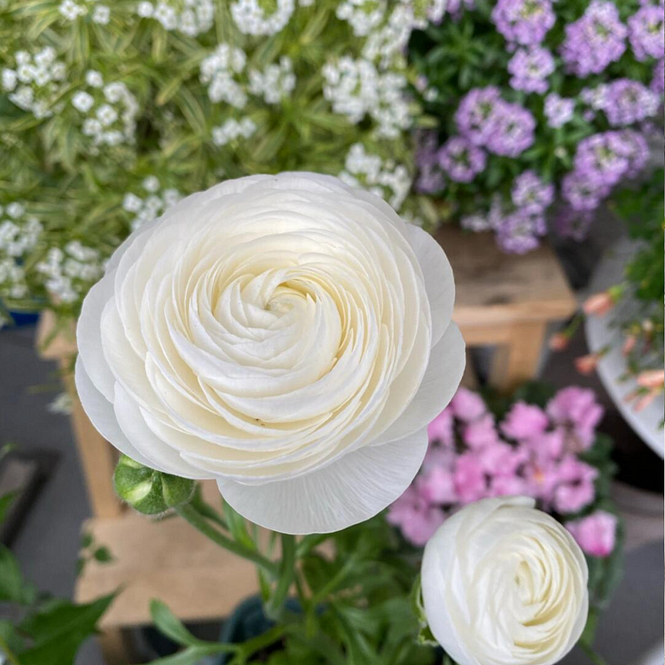 Multicolor Ranunculus Seeds