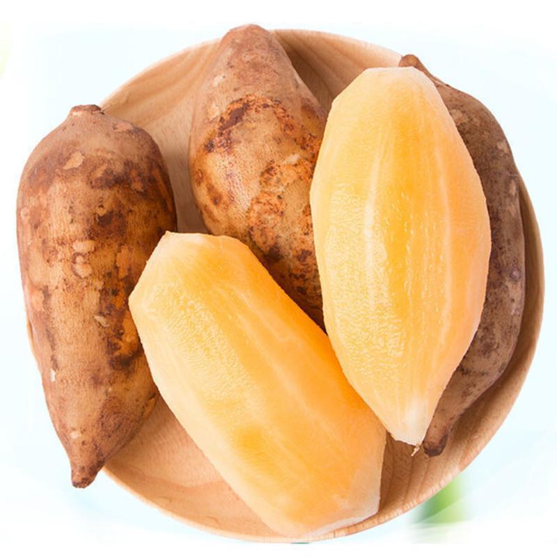Yacon Seeds