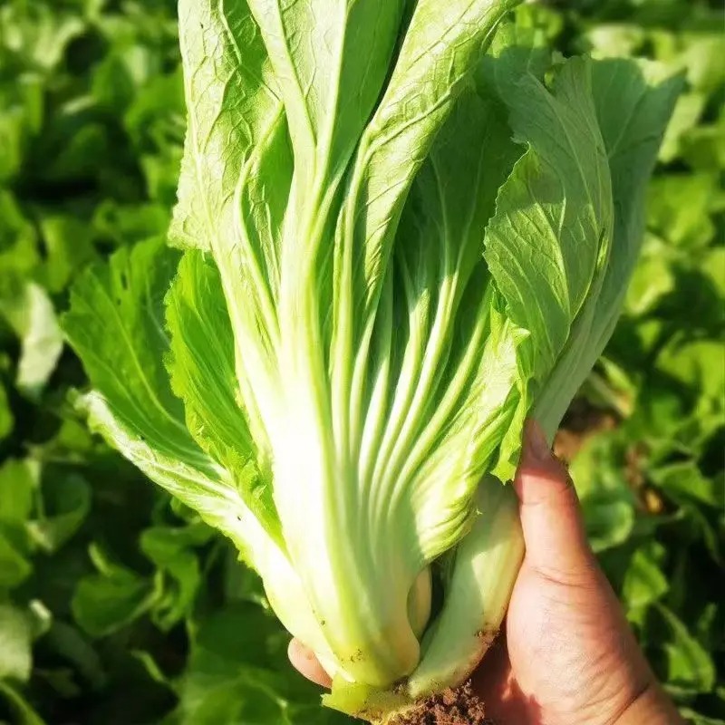 Giant Bok Choy Seeds, Big Meat Vegetable Seeds, Cabbage Mustard Seeds