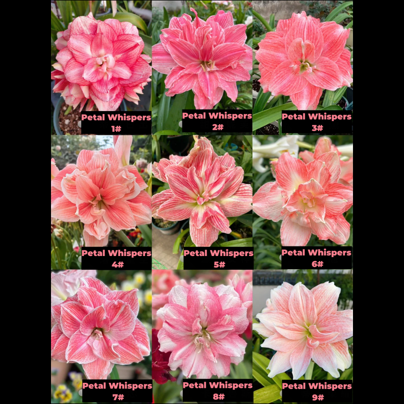 Amaryllis Bulbs