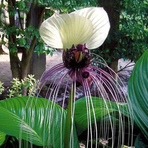 Rare Exotic White Bat Flower