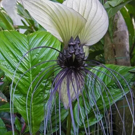 Rare Exotic White Bat Flower
