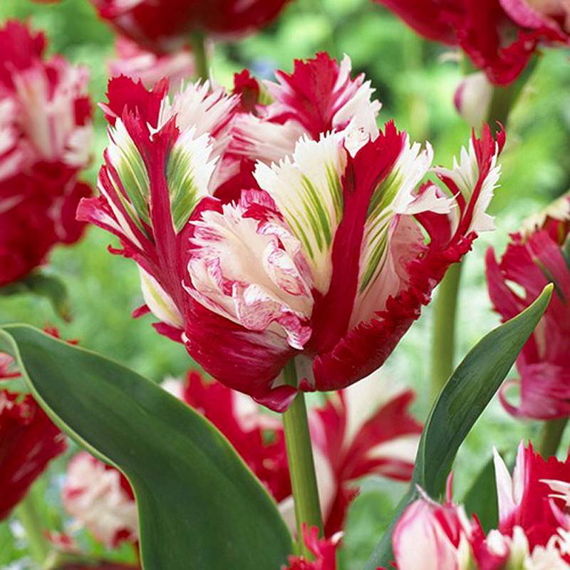Double Tulips Bulbs-chloriseeds