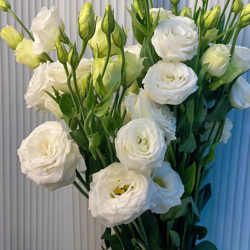 Multi-Color Eustoma Grandiflorum Seeds-chloriseeds