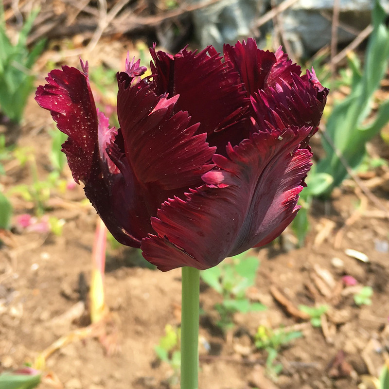 Double Tulips Bulbs-chloriseeds
