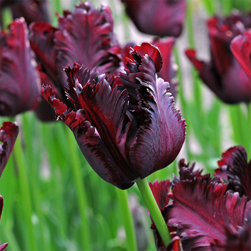 Double Tulips Bulbs-chloriseeds