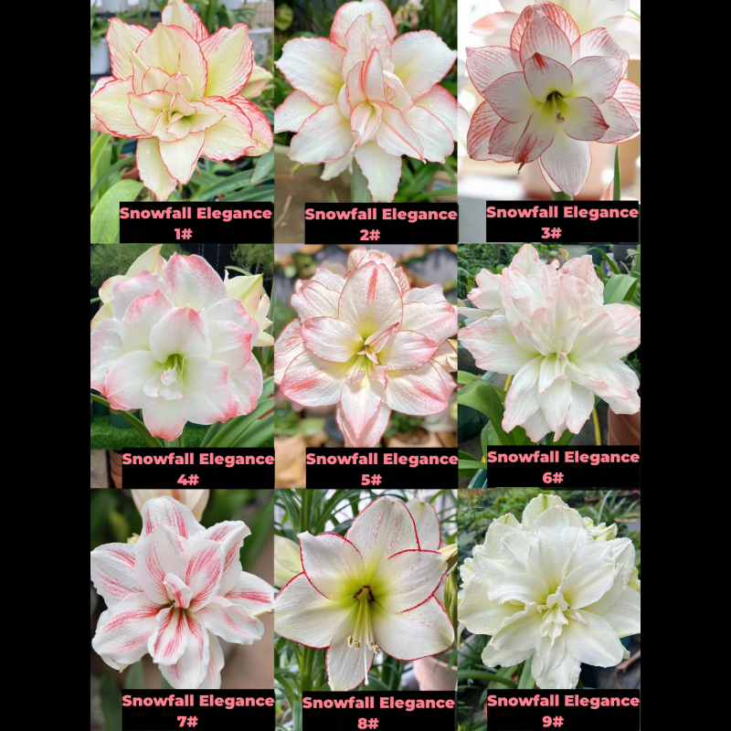 Amaryllis Bulbs