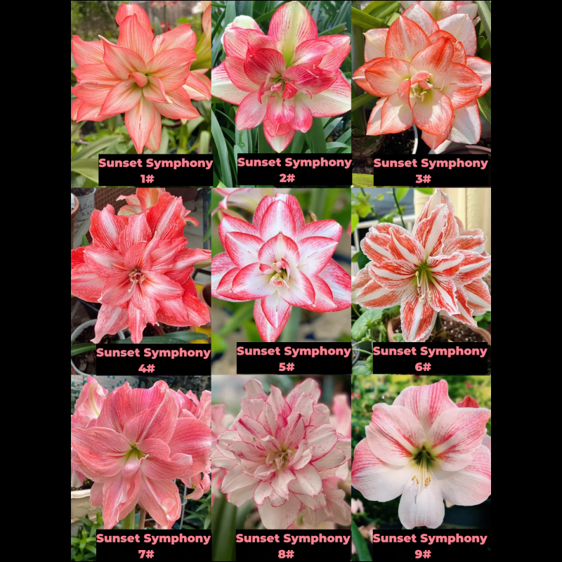 Amaryllis Bulbs