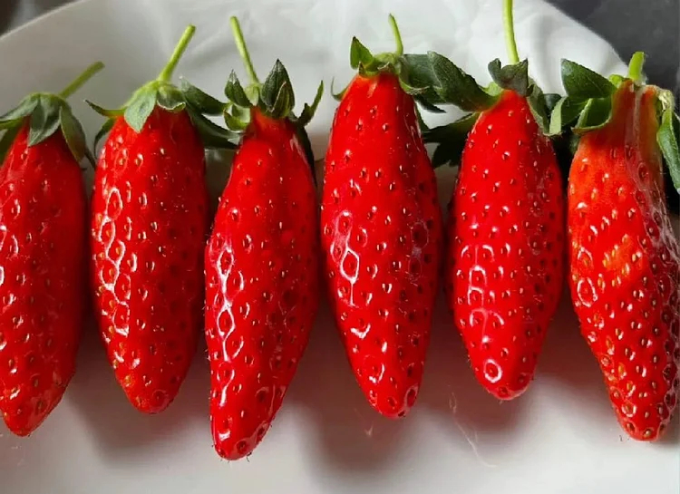 Supersüße Erdbeersamen in Chiliform🍓