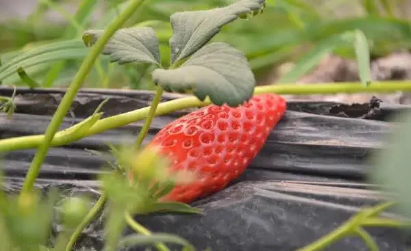 Supersüße Erdbeersamen in Chiliform🍓