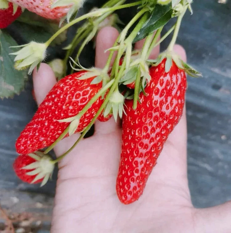 Supersüße Erdbeersamen in Chiliform🍓