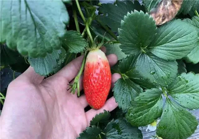 Supersüße Erdbeersamen in Chiliform🍓