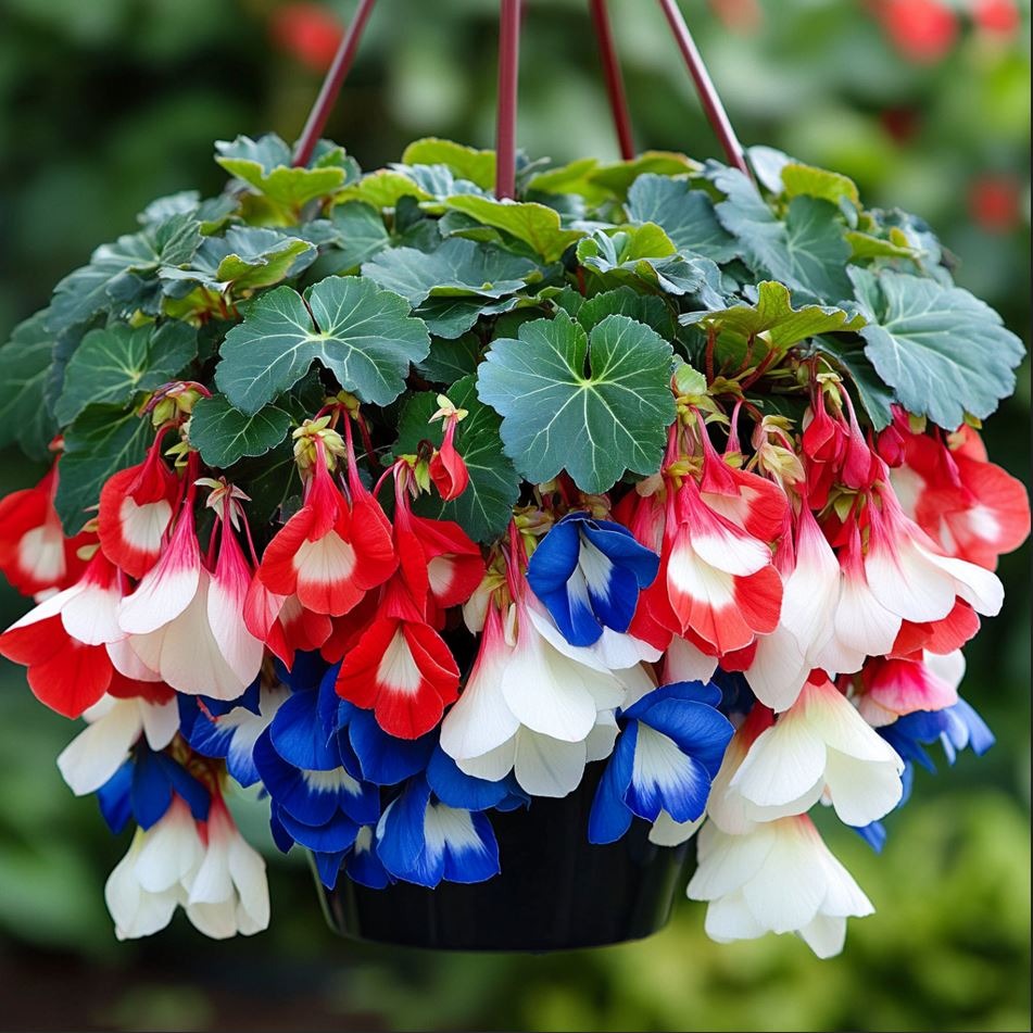 Hanging Begonias