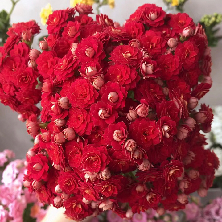 Rare Double Kalanchoe - Four Seasons Flowering