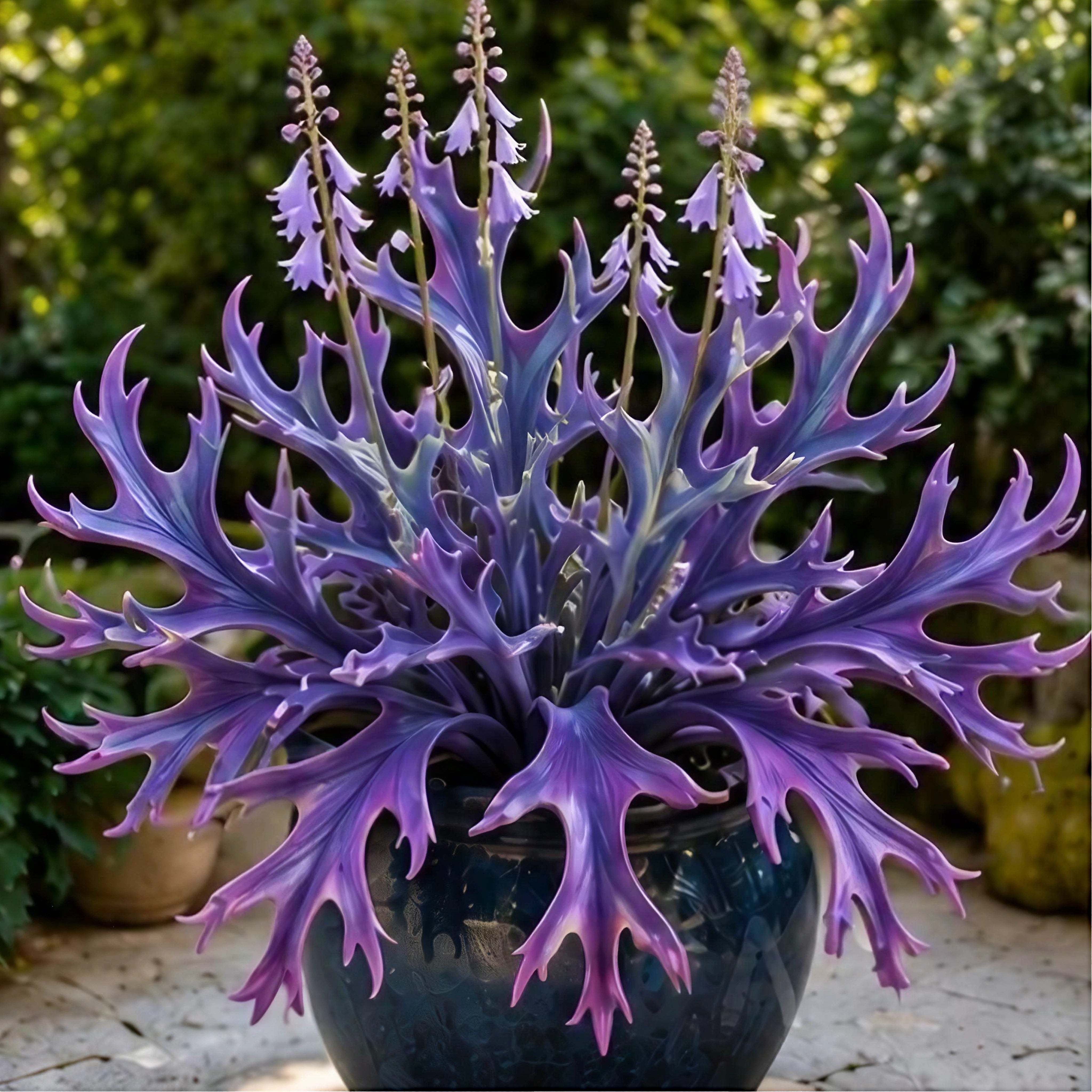 🌱 Rainbow Staghorn Hosta - 🦌The Hosta With Extraordinary Antler Shaped Foliage