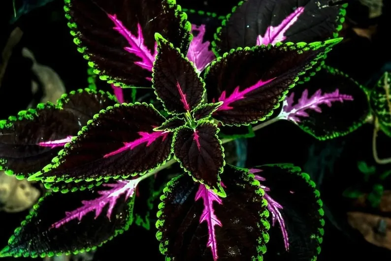 Seltene Coleus Samen