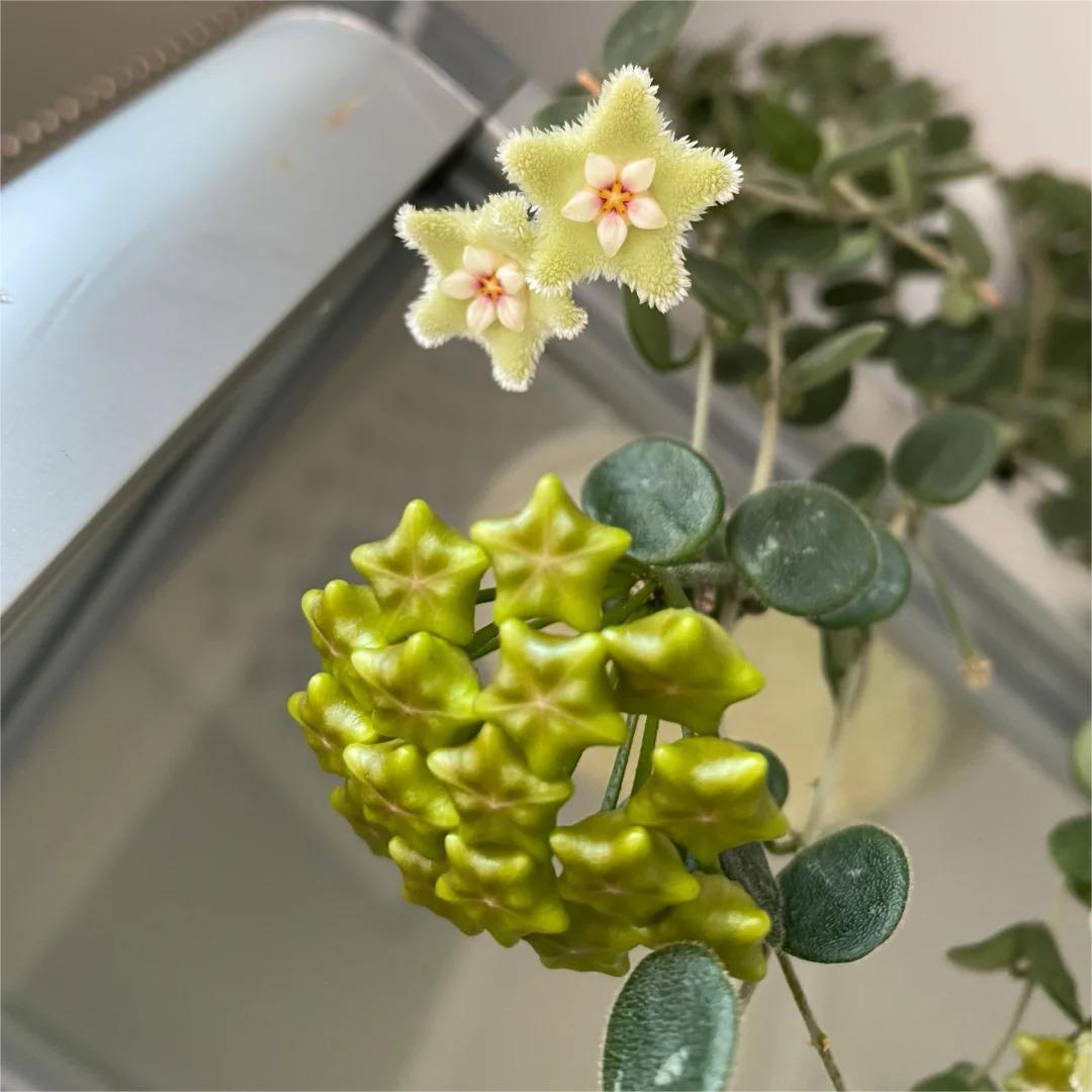 ✨Hoya-Zwiebeln – Sterne, die vom Himmel fallen✨