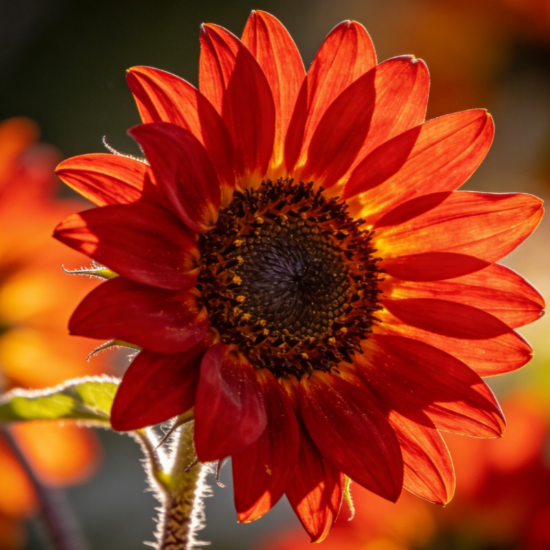 🔥Sonderangebot🌻 Premium-Sonnenblumenkerne-Kollektion ✨