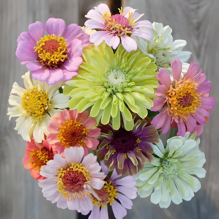 🌺 Doppelte Zinniensamen in gemischten Farben