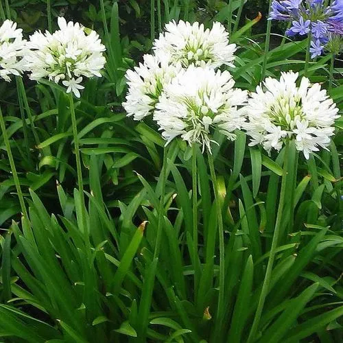 🔥🔥Agapanthus africanus 'Rosa'