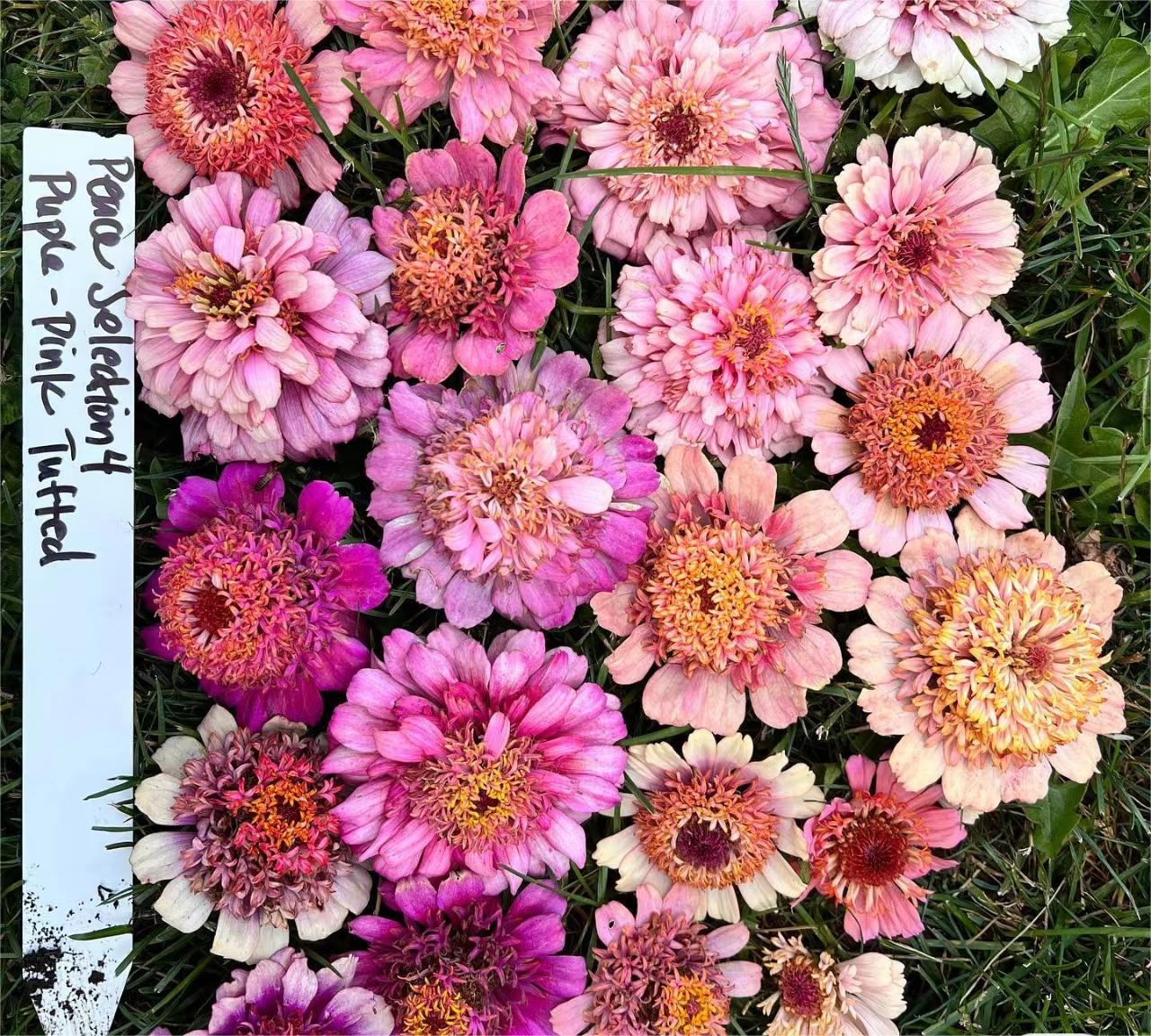 GEMISCHTE FARBZINNIEN-BLUMENSAMEN – DIE FARBENFROHE OASE IHRES GARTENS